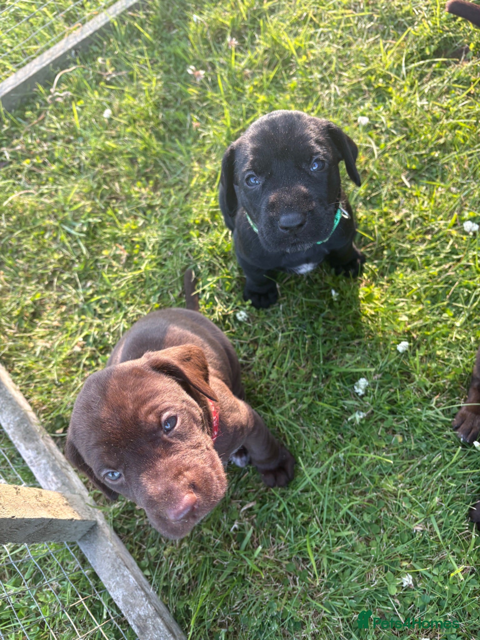 Mixed Breed dogs German Wirehaired Pointer X Labrador puppies - Advert 1