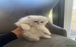 British Longhair cats for sale: TICA REGISTERED British longhair champion breed - Image 6