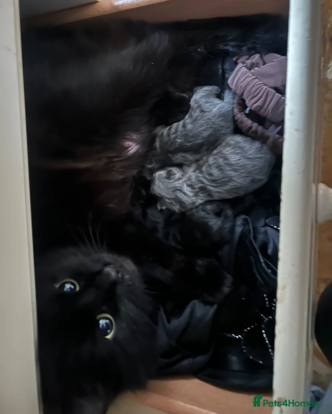 Mixed Breed cats for sale: Norwegian forest x Russian blue  - Advert 2