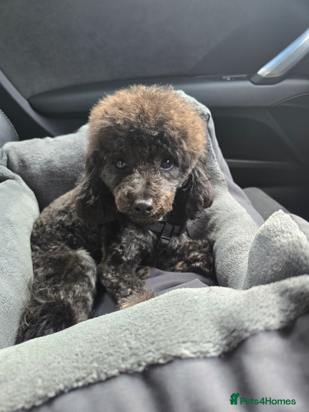 Toy Poodle dogs for sale: Asian toy poodle  - Image 7
