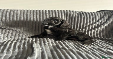 Sproodle dogs - Advert 6