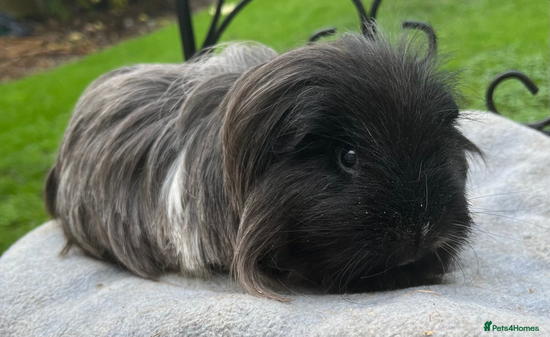 Guinea Pig rodents for sale: Baby boy and mature male to go as a pair.  - Advert 5
