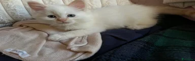 Ragdoll Kitten 5