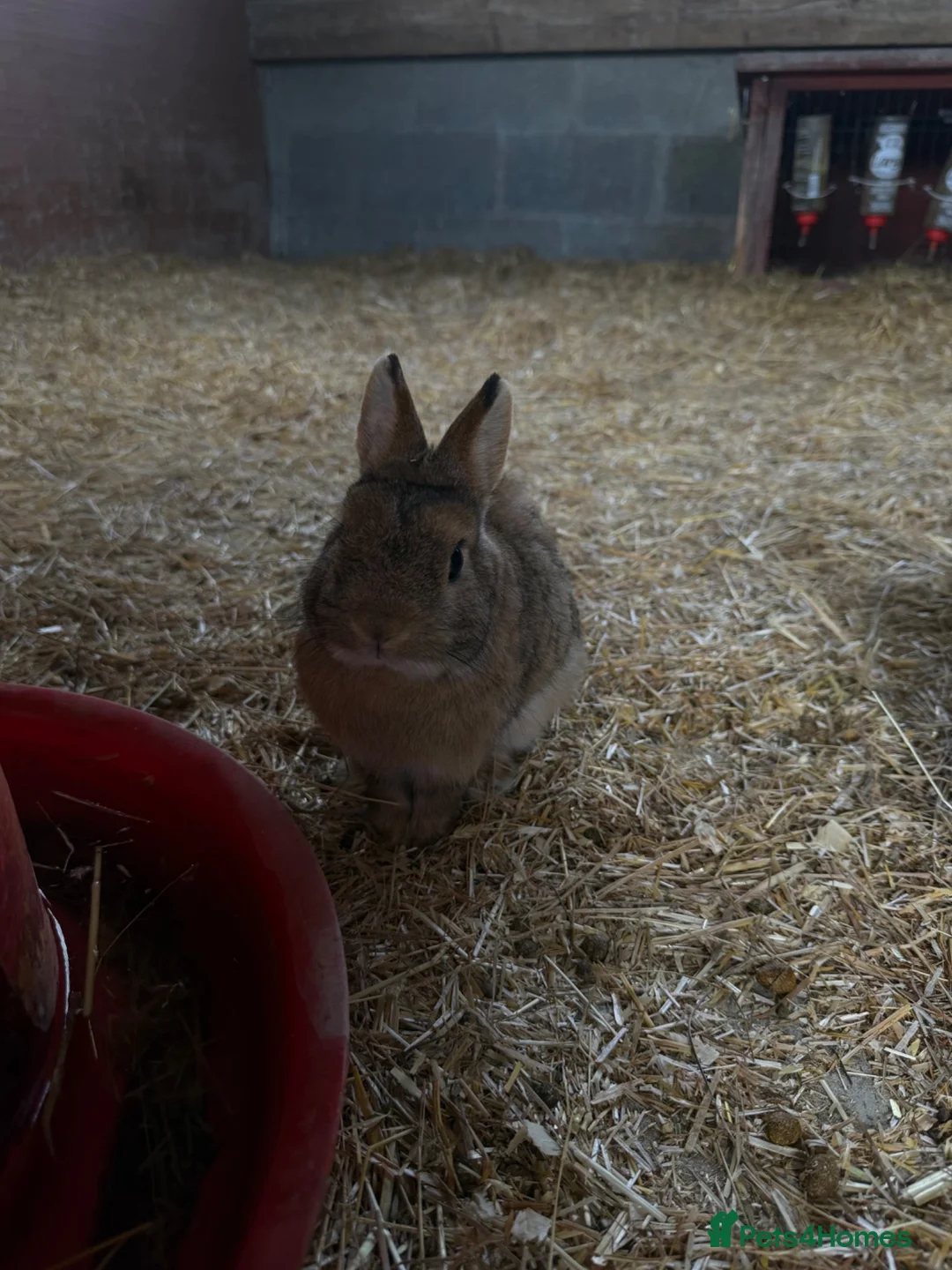 Mixed Breed rabbits for sale: Mini lops, Netherlands Dwarfs, Lion head & Mix  - Advert 8