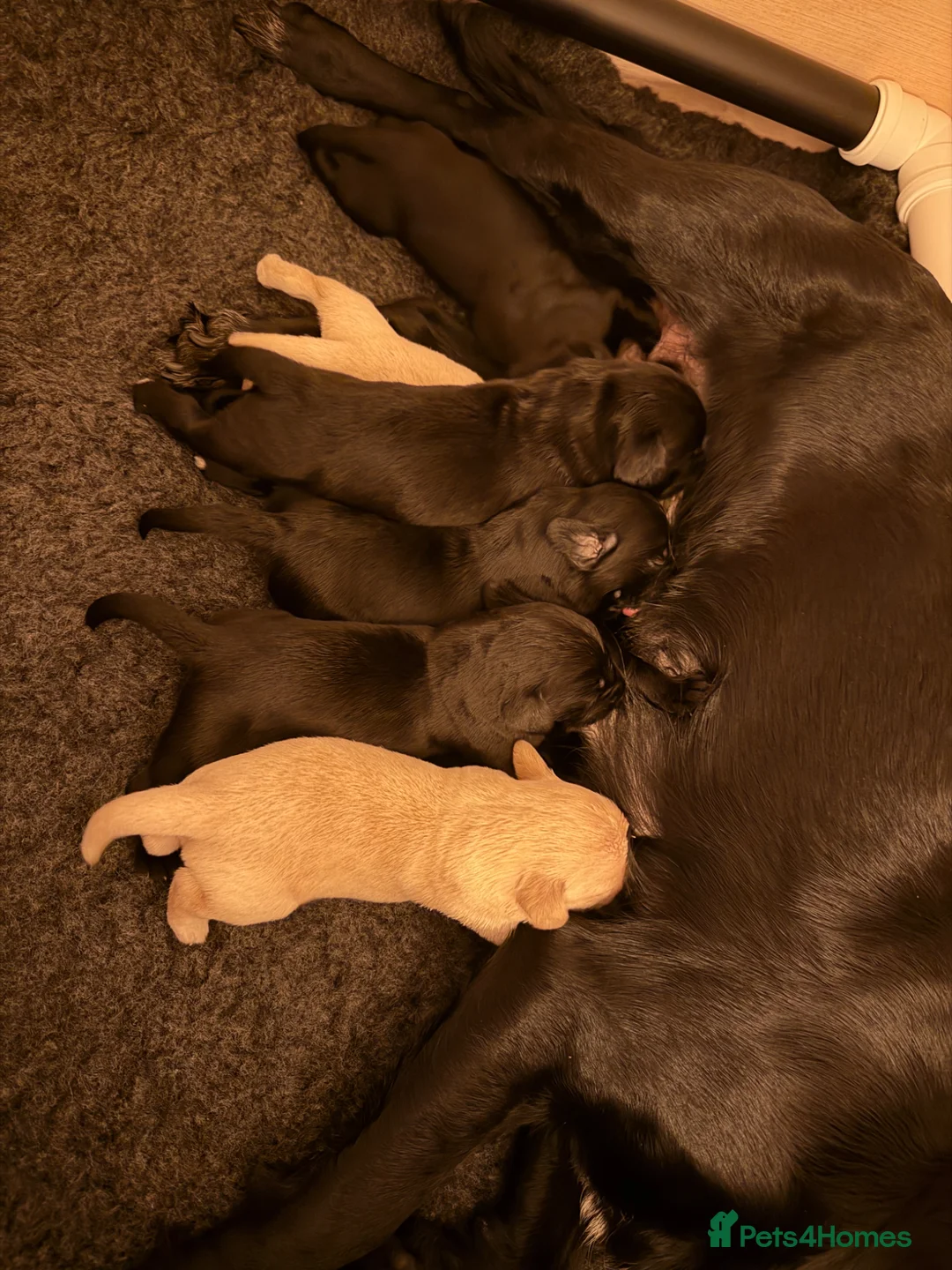 Cockerdor dogs for sale: Cockador Puppies 🐾 - Advert 1