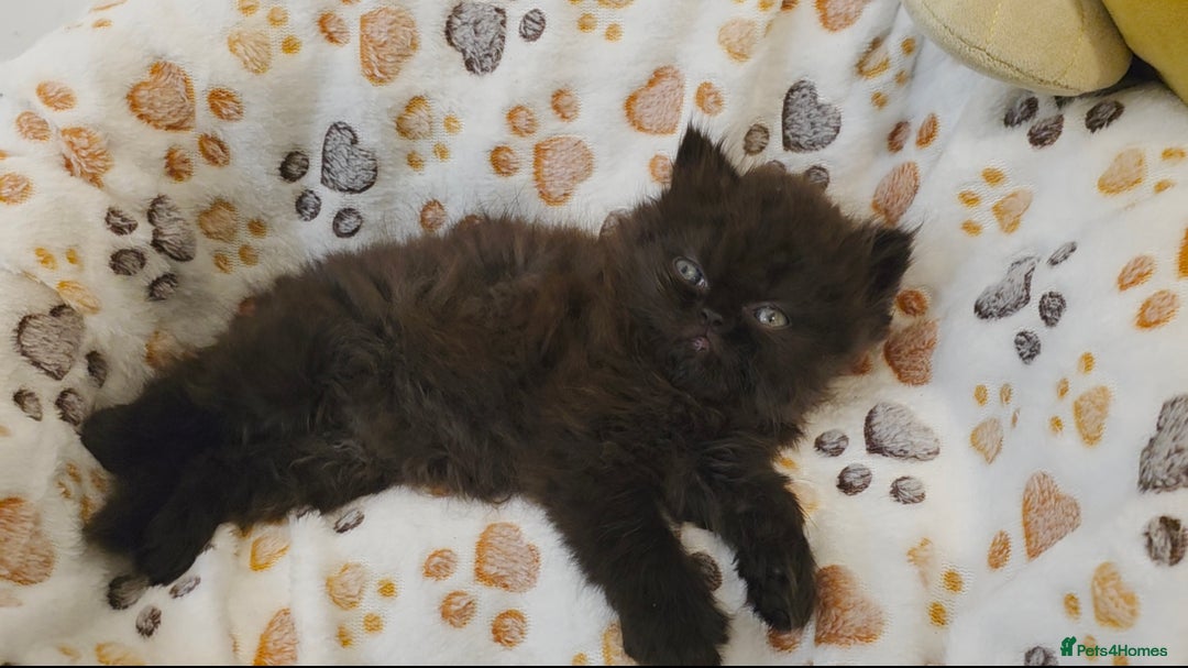 Persian cats for sale: Stunning Persian kittens ready 21st August - Image 5
