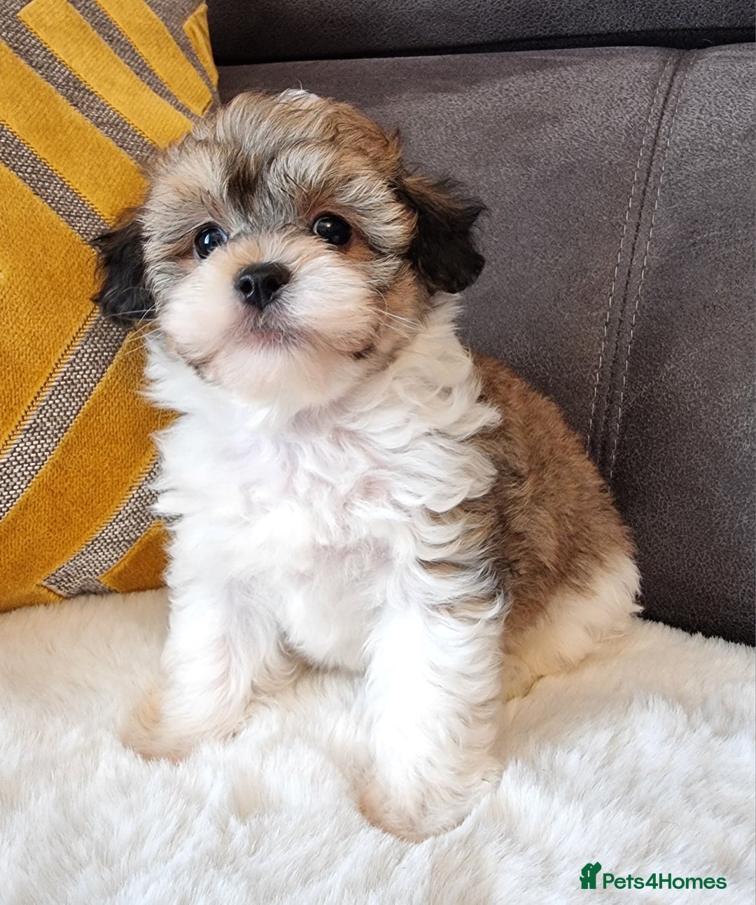Shihpoo dogs for sale: Adorable little Shihpoo's, sold fully vaccinated - Image 28