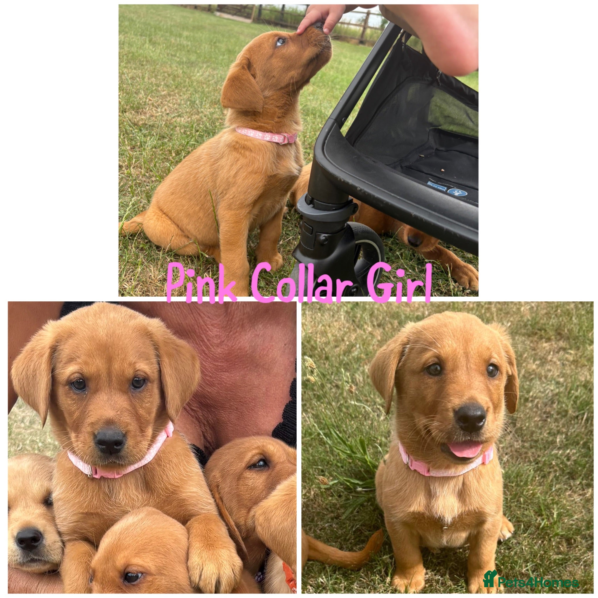 Labrador Retriever dogs 5 Gorgeous Labrador Puppies  - Advert 1
