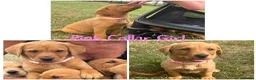 Labrador Retriever dogs for sale: 5 Gorgeous Labrador Puppies  - Advert 1