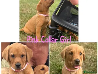 Labrador Retriever dogs 2 Gorgeous Labrador Puppies Ready Now - Advert 1