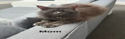 Maine Coon cats for sale: Stunning Lady Maine Coon  - Advert 3