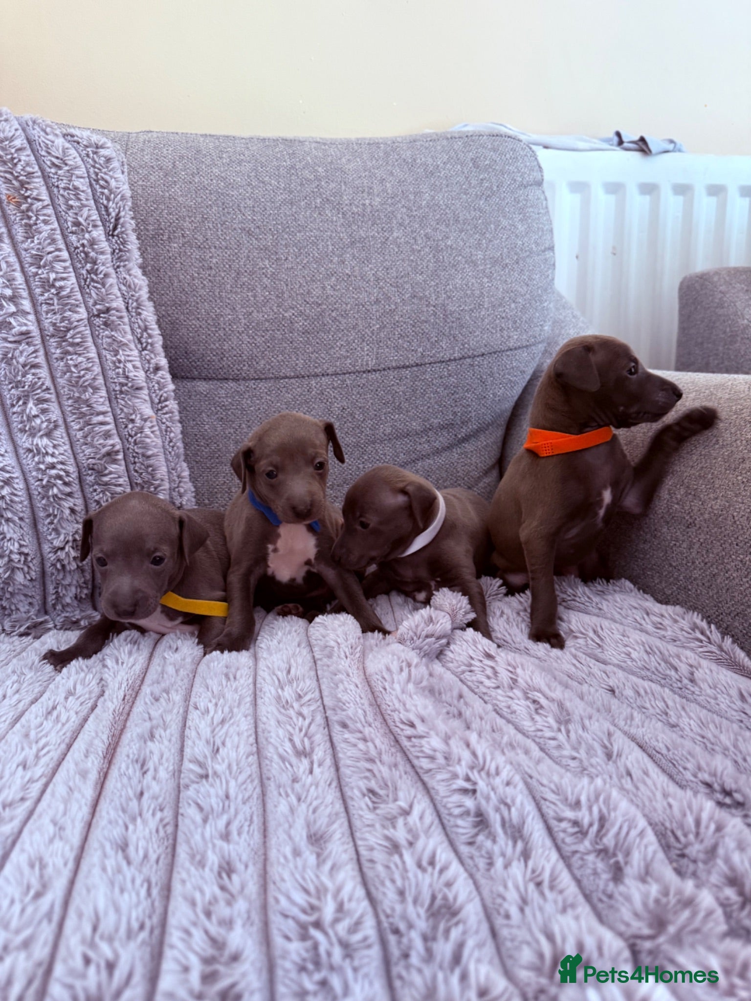 Italian Greyhound dogs 4 Stunning KC Italian Greyhound Puppies  - Advert 3