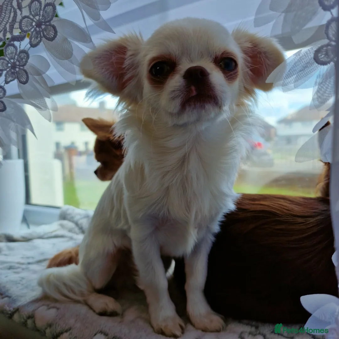 Chihuahua dogs for sale:  Long Coat Chihuahua Puppies - Advert 15