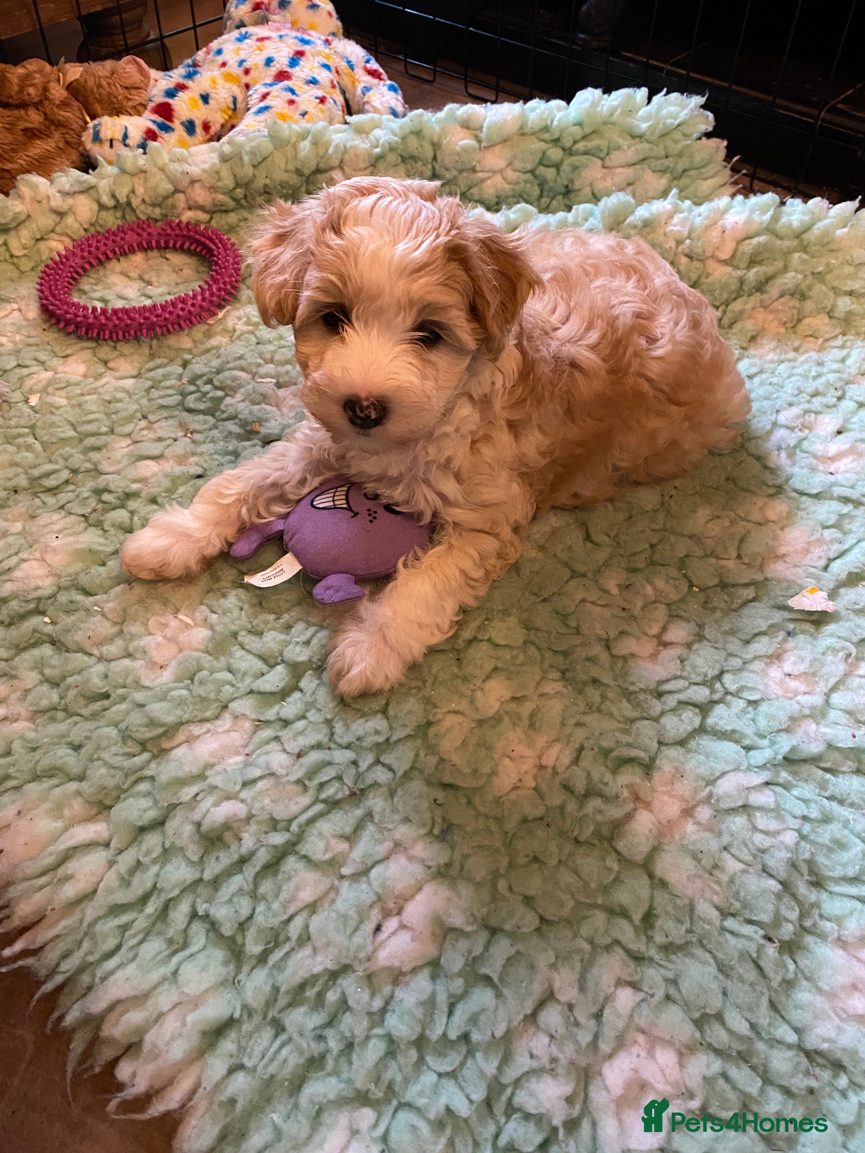 Chinese Crested dogs TRULY TRULY SCRUMPTIOUS apricot powder puff GIRL   - Advert 2