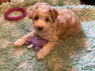 Chinese Crested dogs TRULY TRULY SCRUMPTIOUS apricot powder puff GIRL - Advert 2