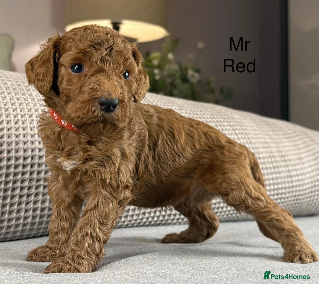 Double Doodle dogs for sale: A REALLY EXCITING MIX OF BREEDS. GORGEOUS!!! - Advert 2