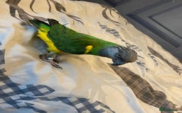 Parrots birds for sale: Silly tame senegal parrot  - Image 6