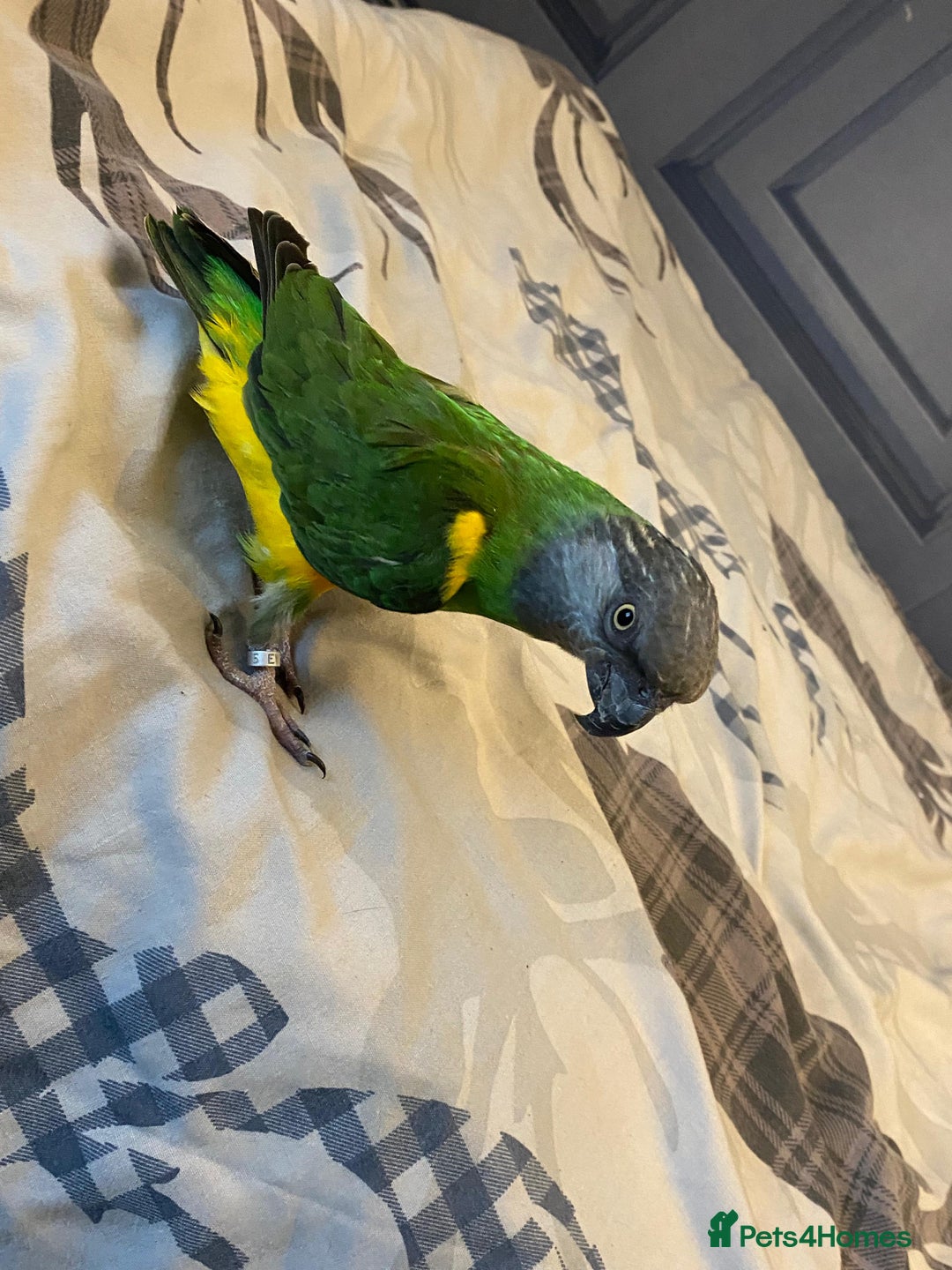 Parrots birds for sale: Silly tame senegal parrot  - Image 6