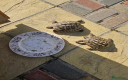 Tortoise reptiles for sale: Tortoise x 2 (twins) - Image 3