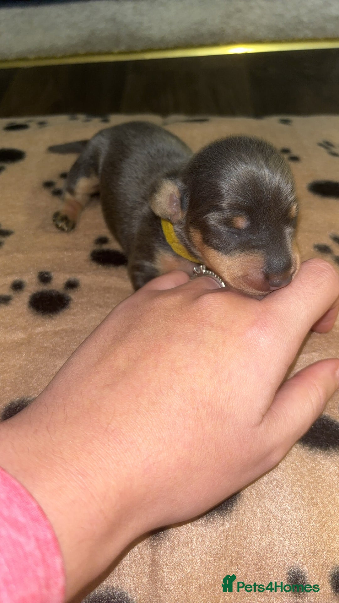 Miniature Dachshund dogs for sale: Blue & Tan Miniature Dachshund  - Advert 26