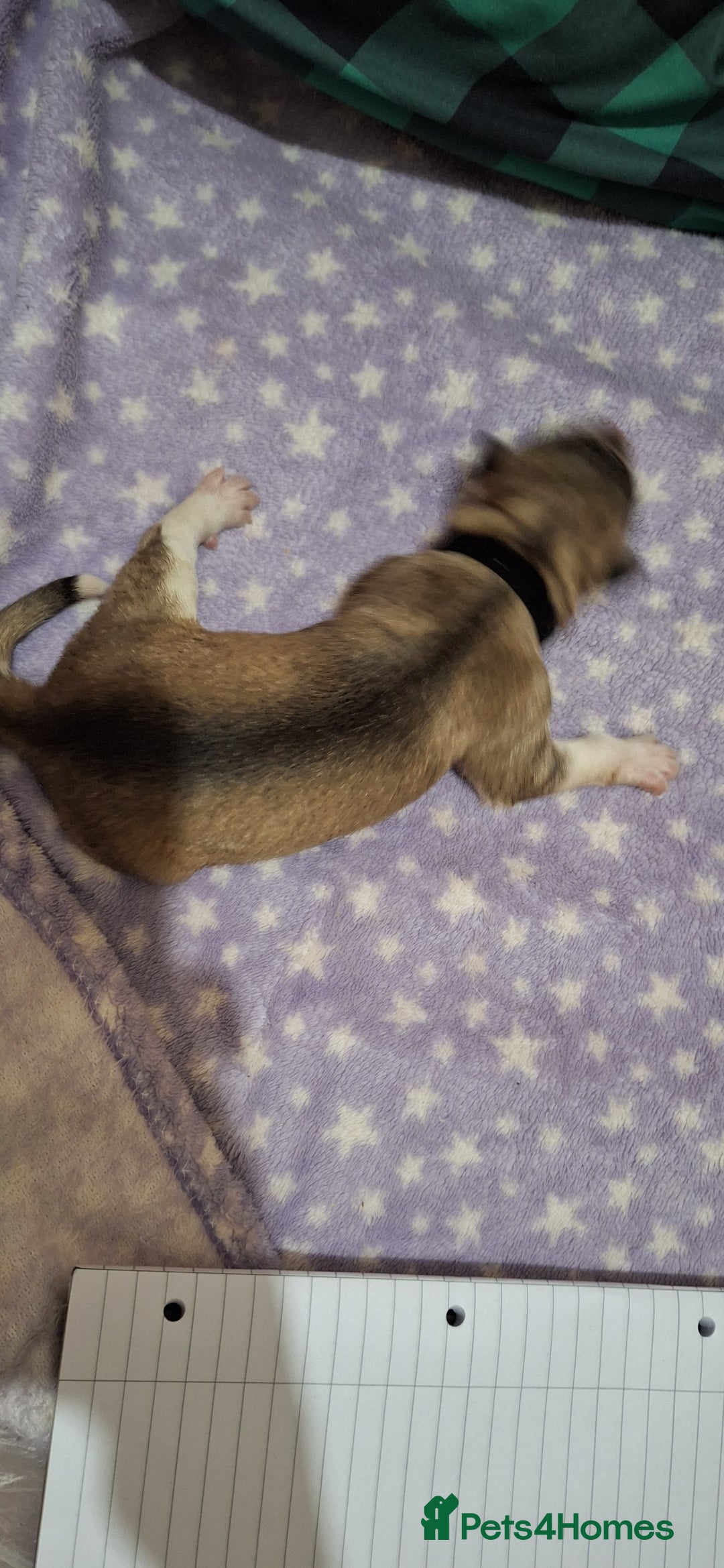 Mixed Breed dogs for sale: 10 Alaskan Shepherds for sale - Advert 4