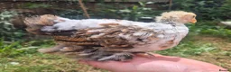 Chickens poultry for sale: Booted Pekin Bantam Rooster - Advert 7