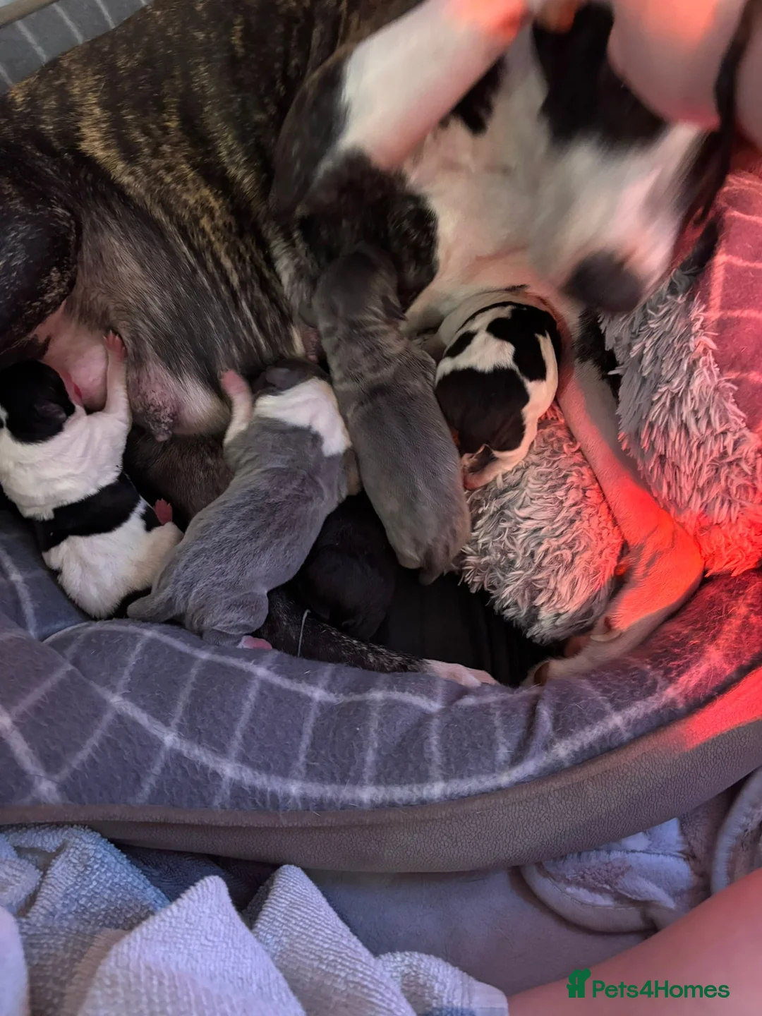 Staffordshire Bull Terrier dogs for sale: Staffy puppies for sale in Bexleyheath - Advert 2