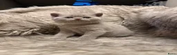 British Shorthair cats for sale: Supreme Champion Line British Shorthair Kittens - Advert 28