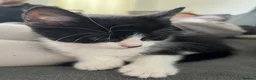 Mixed Breed cats for sale: 2 male & 1 female kitten ready to leave now  - Advert 3
