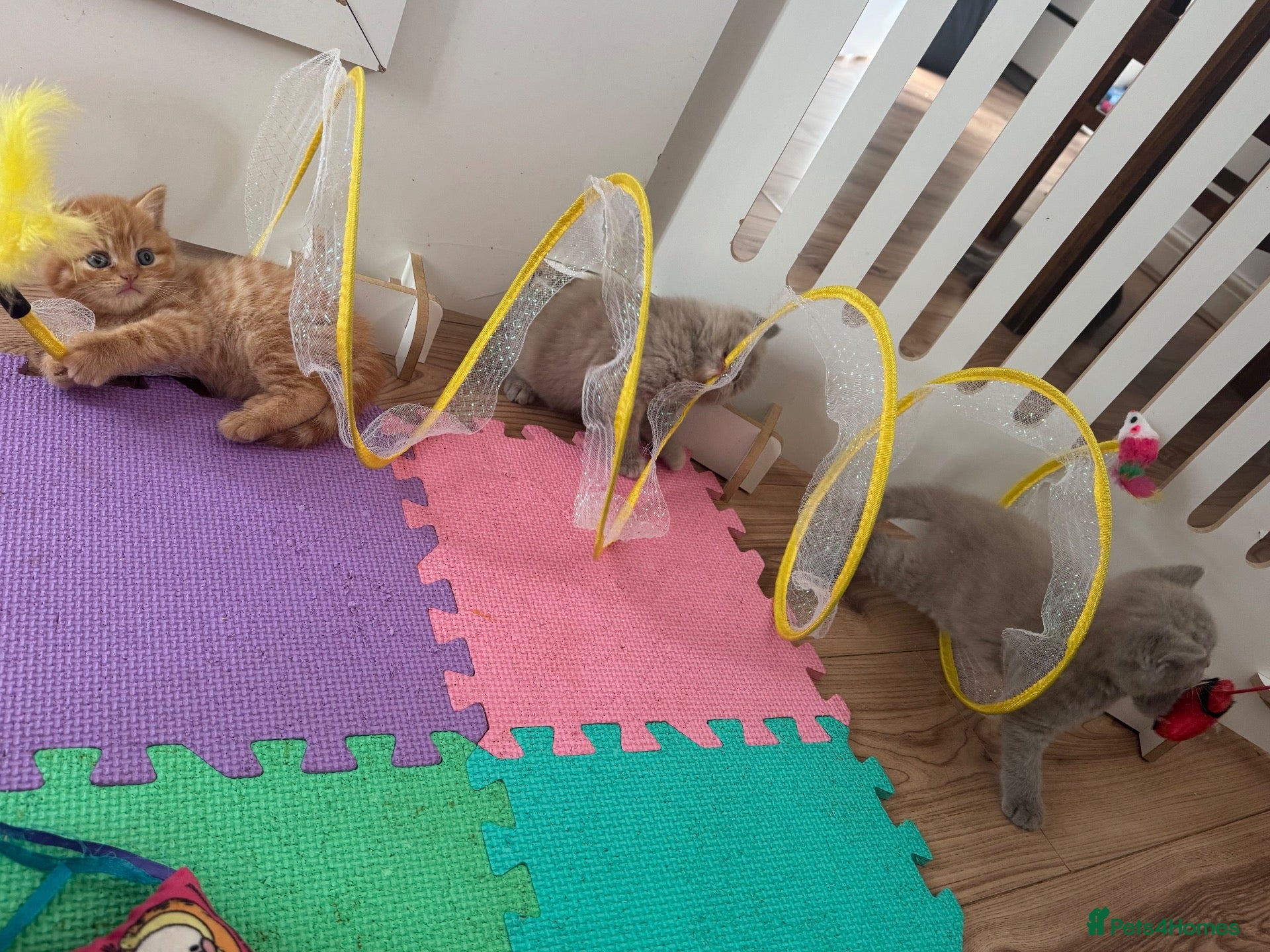 British Shorthair cats 🧡✅BSH red and lilac 💜Tica reg  - Advert 1