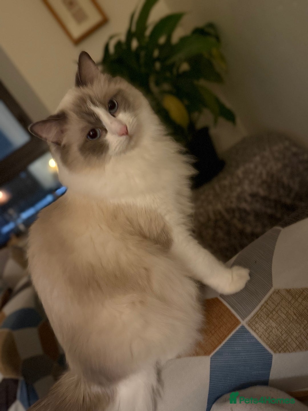 Ragdoll cats for sale: Glasgow Cats  - Image 9