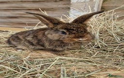 Mixed Breed rabbits for sale: Beautiful bouncy buns x  - Image 7