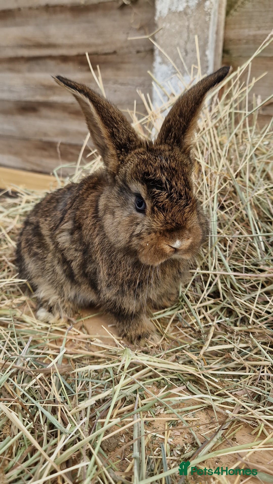 Mixed Breed rabbits for sale: Beautiful bouncy buns x  - Image 7