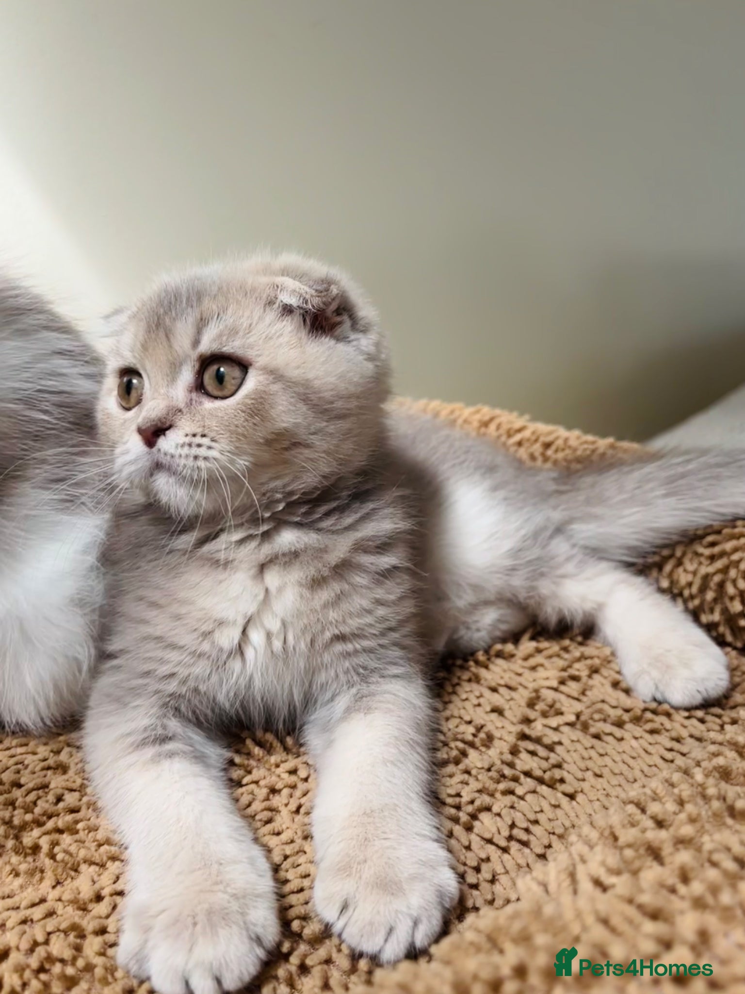 Scottish Fold cats for sale: Pedigree Adorable Scottish Fold Kittens  - Advert 1