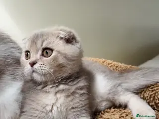 Scottish Fold cats Pedigree Adorable Scottish Fold Kittens - Advert 6
