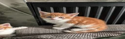 Mixed Breed cats for sale: 3 beautiful kittens in Cannock - Advert 1