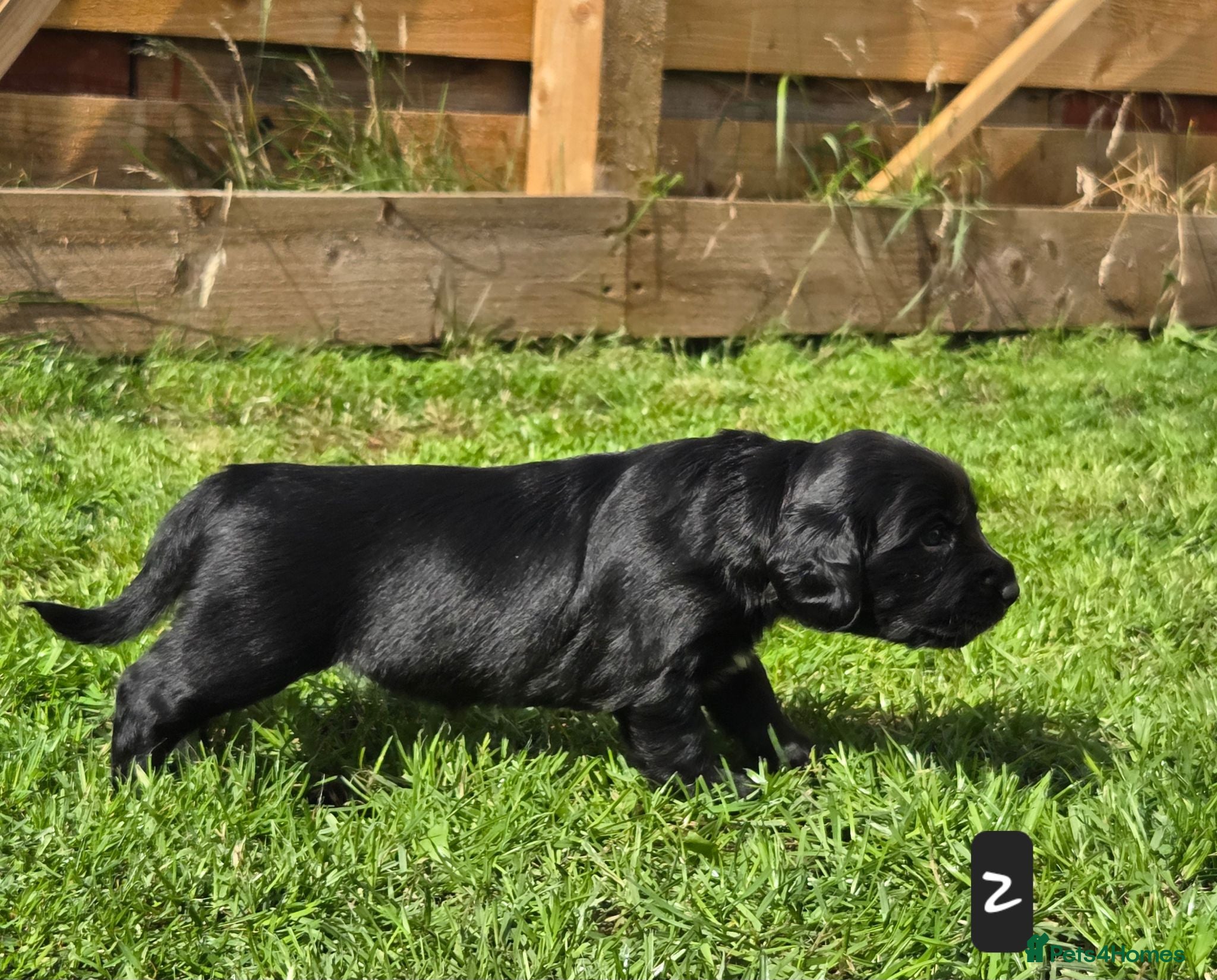 Mixed Breed dogs Field spaniel cross puppies kc Activity registered - Advert 1