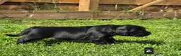 Mixed Breed dogs for sale: Field spaniel cross puppies kc Activity registered - Advert 4