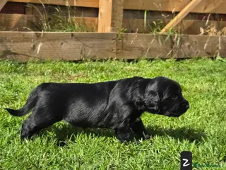 Mixed Breed dogs Field spaniel cross puppies kc Activity registered - Advert 1