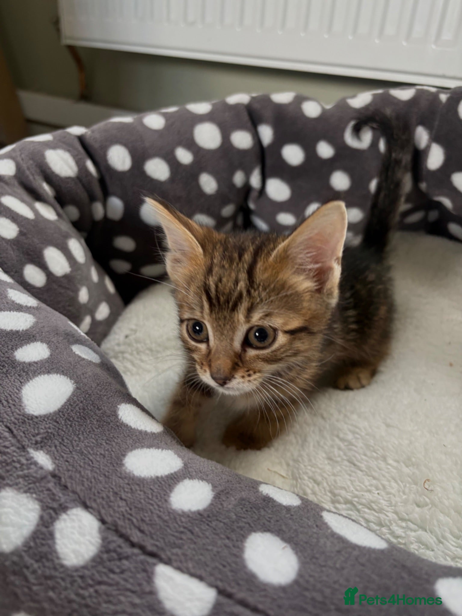 Mixed Breed cats 4 Beautiful Kittens For Sale - Advert 3