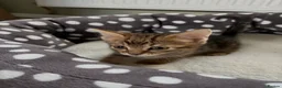 Mixed Breed cats for sale: 4 Beautiful Kittens For Sale - Advert 3