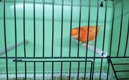 Canaries birds for sale: Canaries  - Image 25