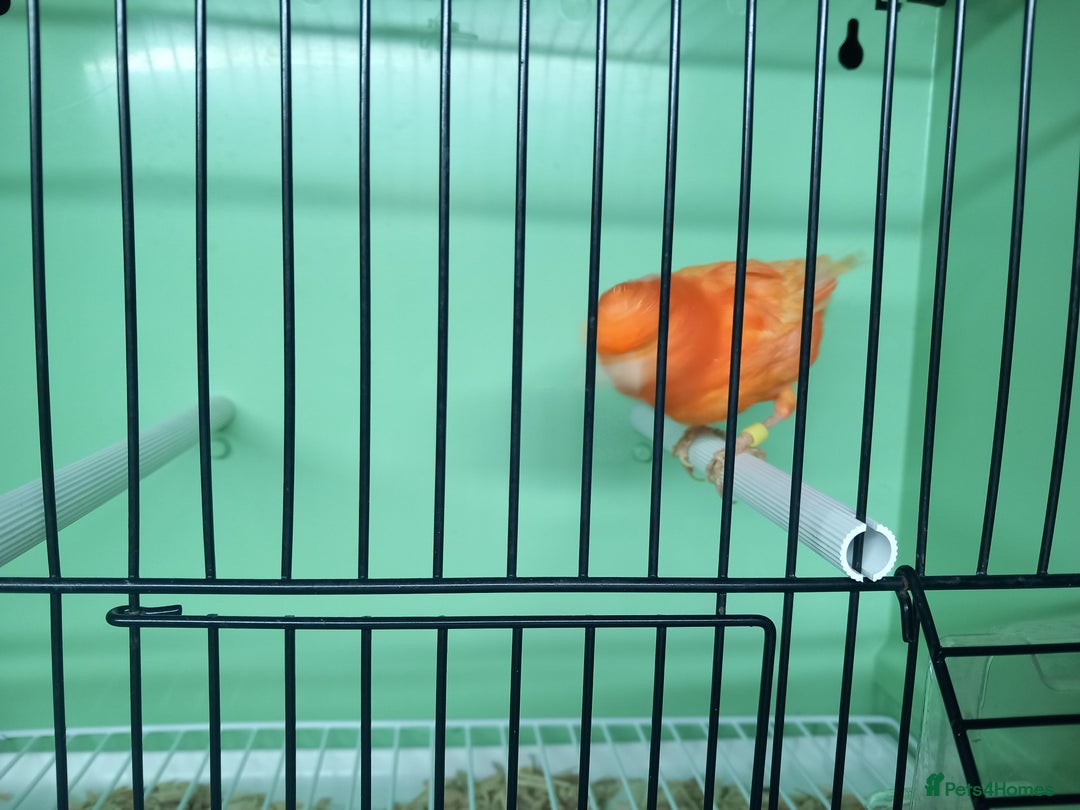 Canaries birds for sale: Canaries  - Image 25