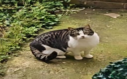 British Shorthair cats for sale: 2 lonely BSH boys  - Image 2