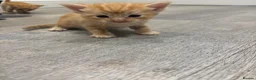 Mixed Breed cats for sale: Beautiful Kittens Looking for Their Forever Homes - Advert 5