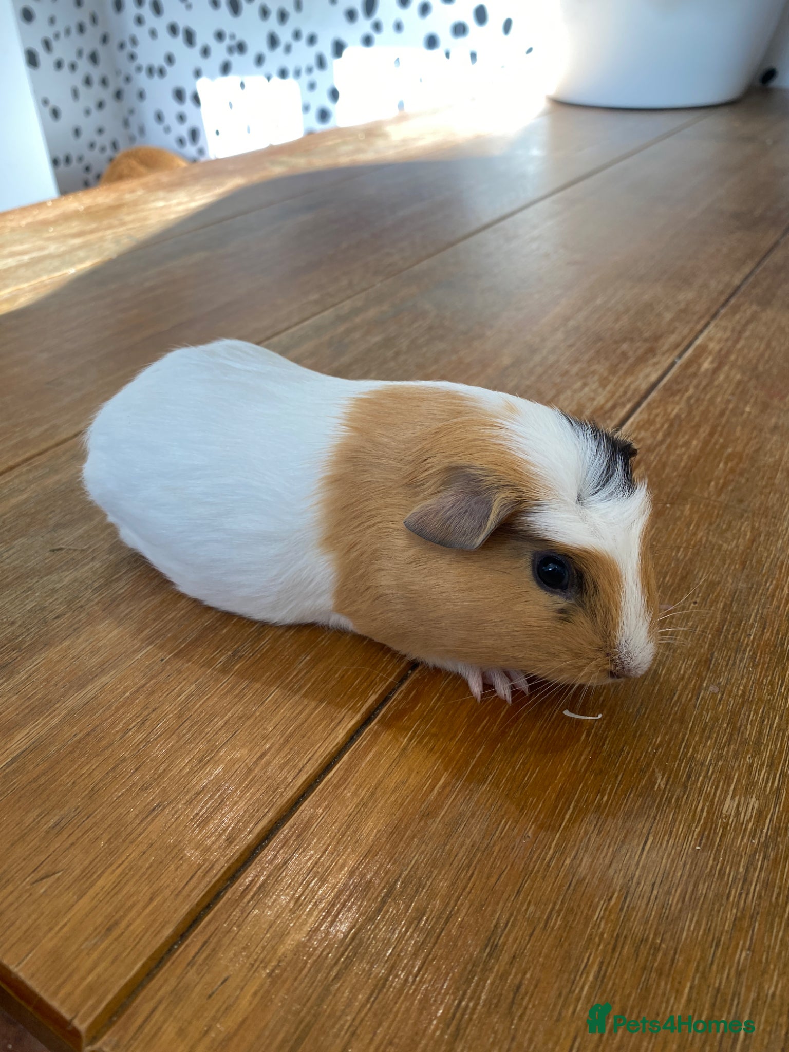 Guinea Pig rodents Pair of female Guinea Pigs - Advert 15