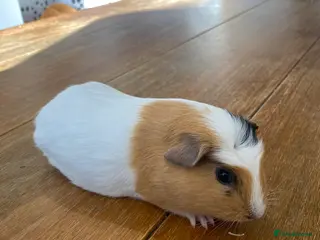 Guinea Pig rodents Pair of female Guinea Pigs - Advert 15