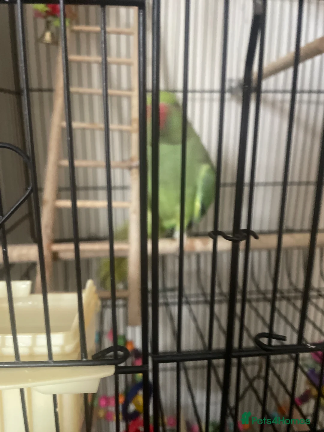 Ringnecks birds for sale: Green Indian ringneck in Bradford - Advert 2