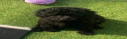 Cavapoo dogs for sale: Beautiful Black F1b Cavapoo Girl DNA tested lines - Advert 7