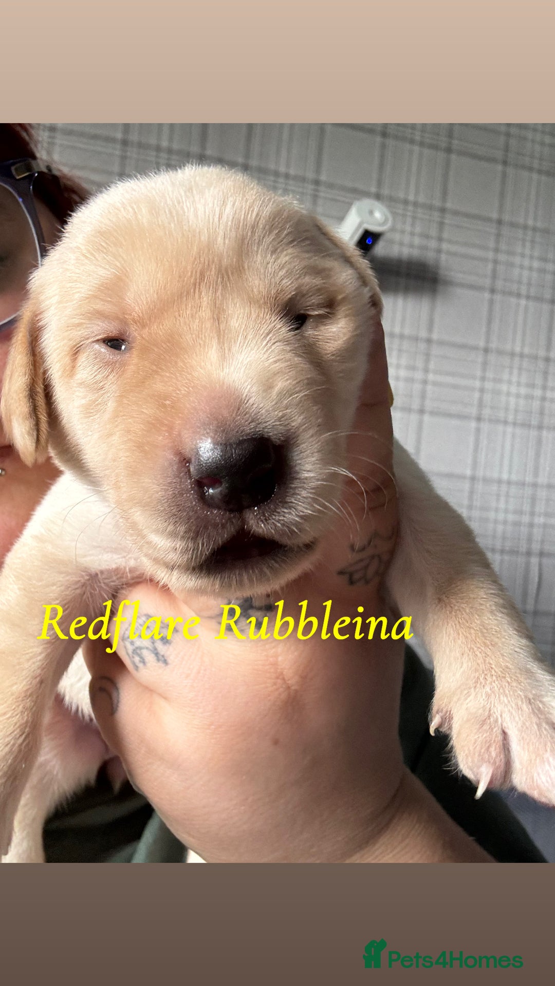 Labrador Retriever dogs for sale: Girl & Boy beautiful lab pups With paperwork  - Image 21